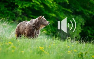 Podcast o niedźwiedziu z WWF